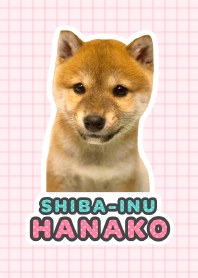 Shiba Inu Hanako*a34*