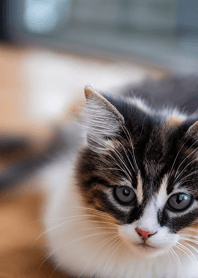 Cats run wild #DEVU014.