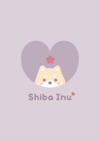 Shiba Inu2 Cherry blossoms - PurplePink