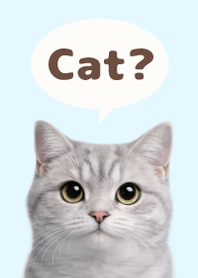 British Shorthair Simples 3 Blue 04