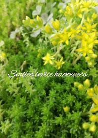 Happy flowers.