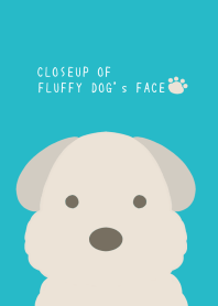 CLOSEUP OF FLUFFY DOG's FACE-TURQUOISE