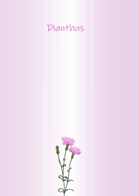 July's birth flower,Dianthus