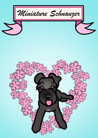 Maya the Schnauzer