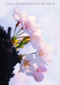 Cherry Blossoms Photo #12-14 NotAI