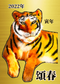 lucky gold Tiger gradation