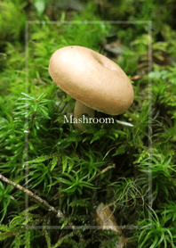 きのこ－Mashroom