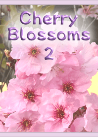 Cherry Blossoms Theme 2 (Lavender)