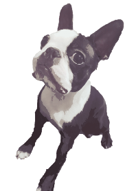 BOSTONTERRiER