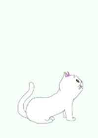 White Munchkin