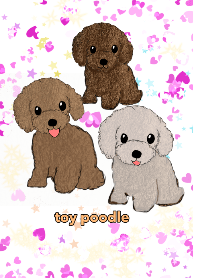 toy poodle White