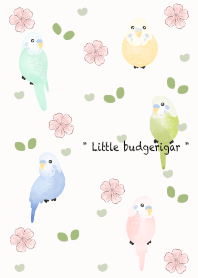 Little budgerigar 5