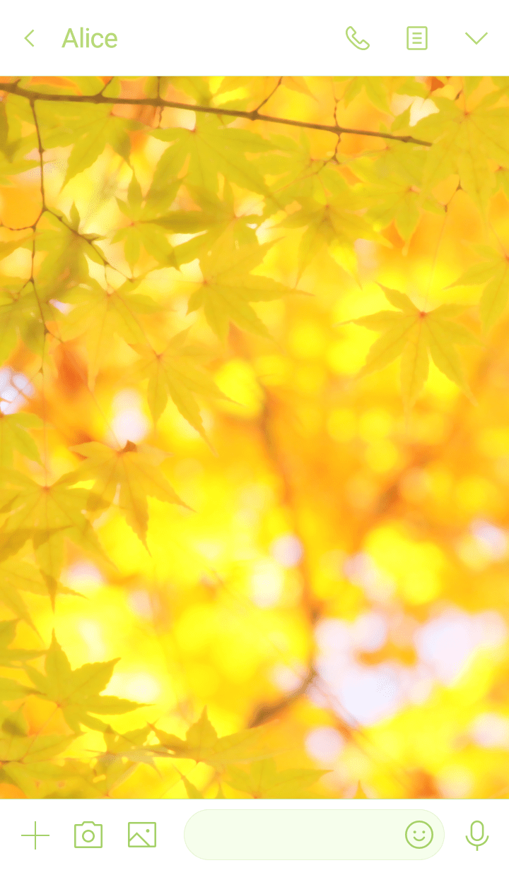 秋の木漏れ日 - 黄紅葉 -