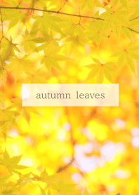 秋の木漏れ日 - 黄紅葉 -