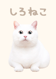 White Cat - Light Brown