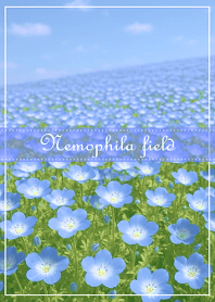 Nemophila field Nemophila flowers