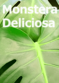 Monstera Deliciosa-モンステラ