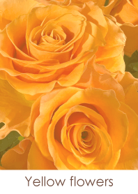 Yellow flowers-hisatoto 75