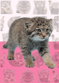 嬰兒曼努爾貓 亮彩粉