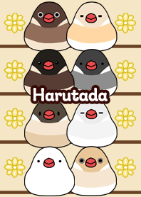 Harutada Round and cute Java sparrow