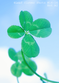 4leaf Clover Photo#14-16Not AI