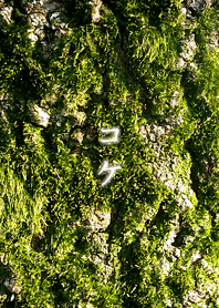 MOSS