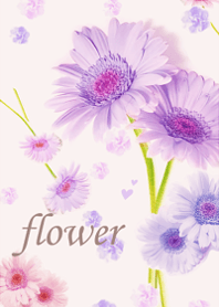 Gerbera wrapped in gentle happiness12.