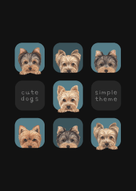 DOGS - Yorkie - CLASSY BLUE