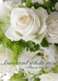 Innocent white rose