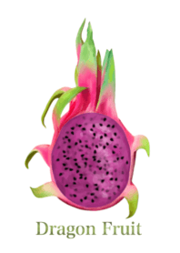Tropical Dragon Fruit 16