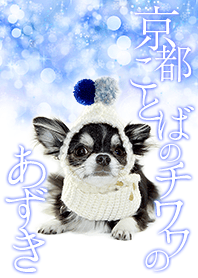 AZUKI the Chihuahua "Winter has come!"