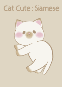 Cat Cute : Siamese