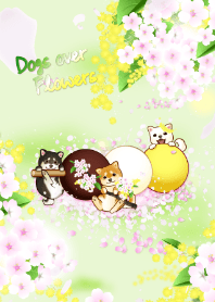 花よりわんこ21（柴犬、ミモザ、桜、団子）