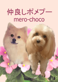 A good friend -Pomeranian & Toy Poodle-