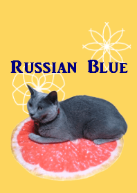 Russian Blue REAL