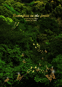 Butterflies in the forest