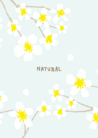 A white flower blooms Blue from Japan