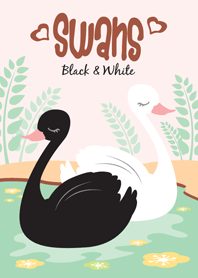 Black & White Swans