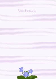 February's birth flower,Saintpaulia.