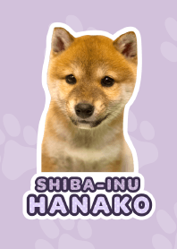 Shiba Inu Hanako [PhotoTheme*a40*]