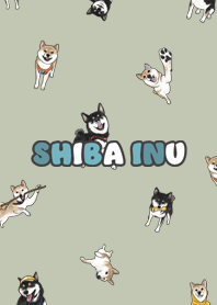 shibainu3 / mist green .jp