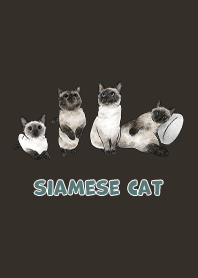 siamesecats3 / chocolate
