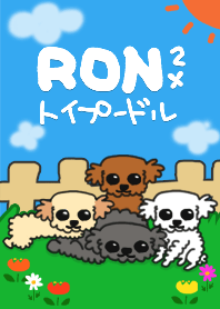 toy poodle ronron