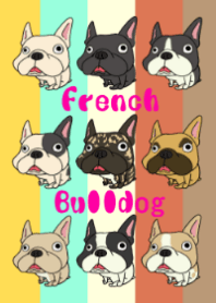 Gathering of a French bulldog.