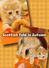 Scottish fold in Autumn