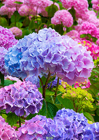 Colorful healing hydrangea from Japann