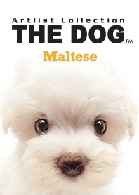 THE DOG マルチーズ