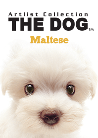 THE DOG Maltese