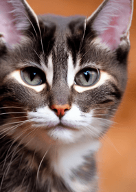 Cats run wild #DCNN25.