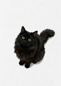 Black Cat White Light Gray theme